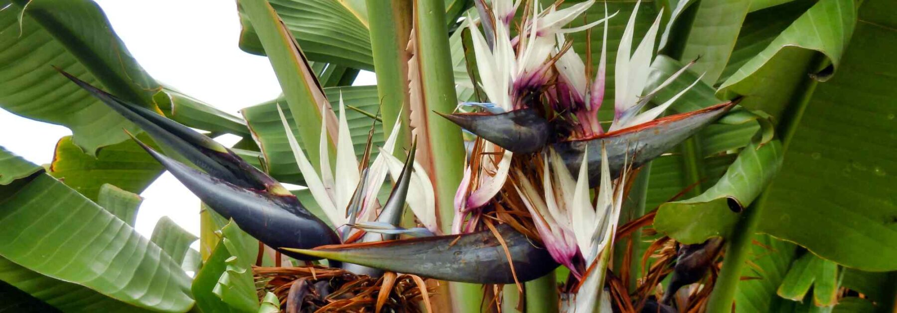 Cultiver un Oiseau de paradis en intérieur