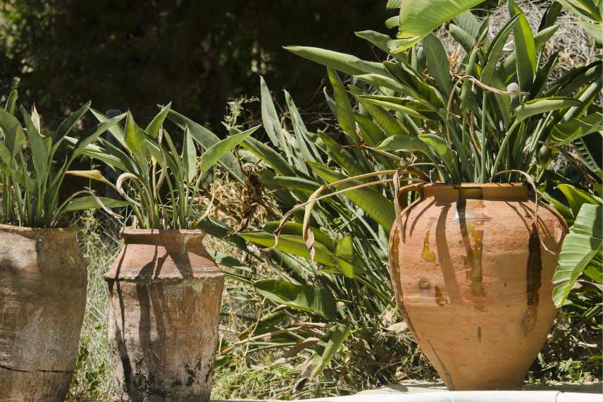 soins ete strelitzia en pot