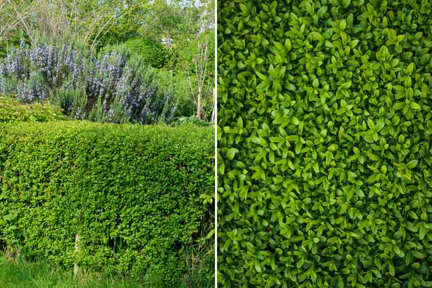 troene ligustrum haie croissance rapide