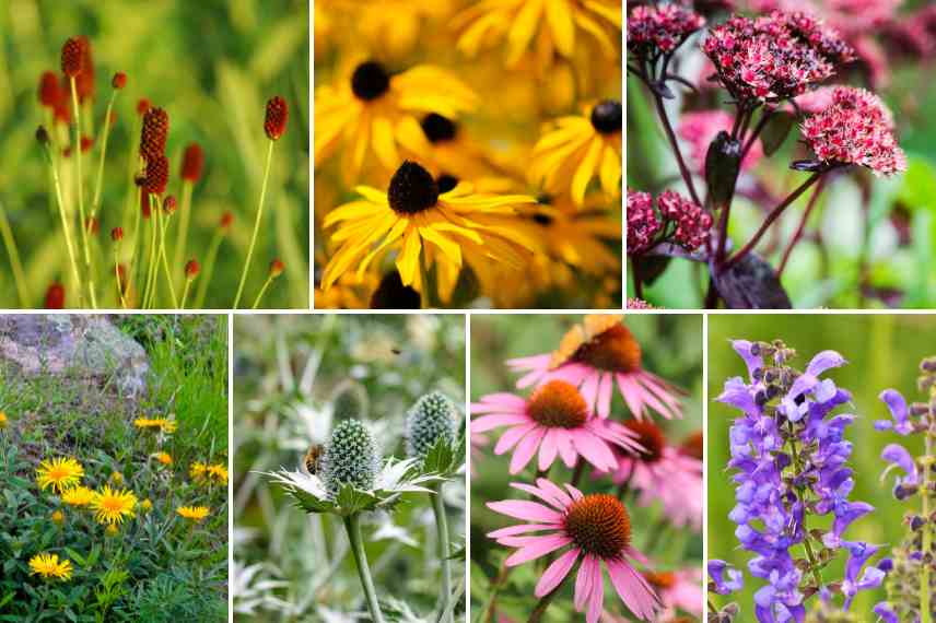 plantes fleuries pour jardin naturaliste