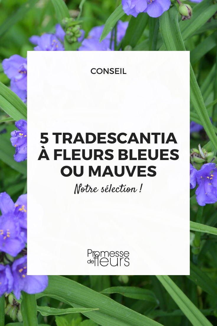 tradescantia