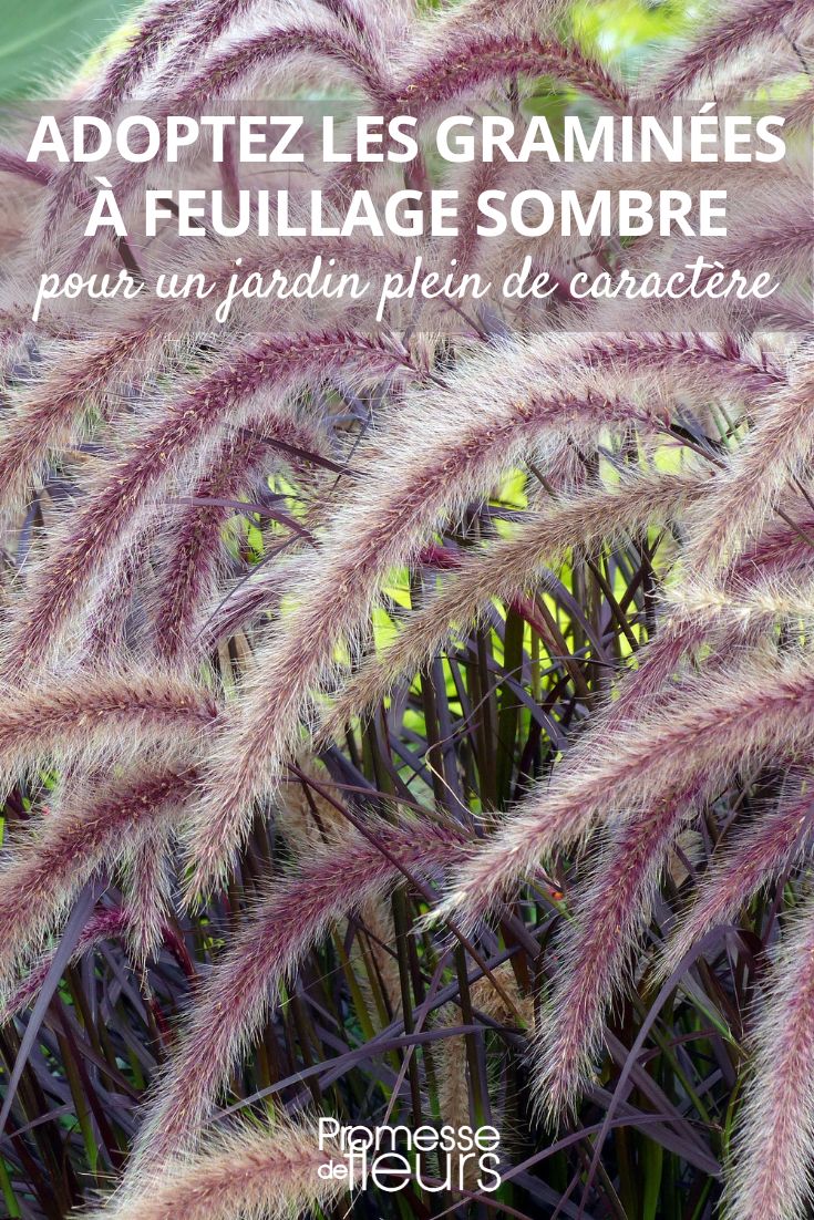 Pennisetum setaceum ‘Rubrum'