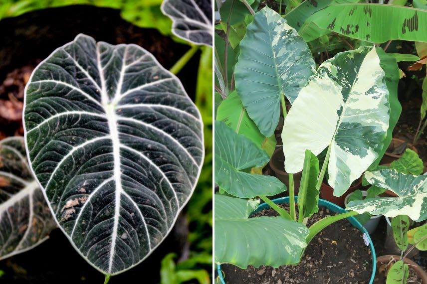 feuillage alocasia