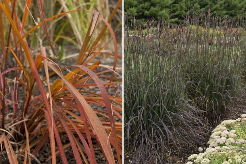 Andropogon gerardii 'Red October' et Andropogon gerardii 'Blackhawks'