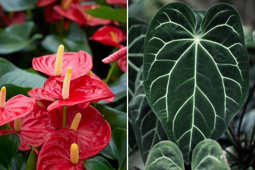 deux anthuriums bien différents