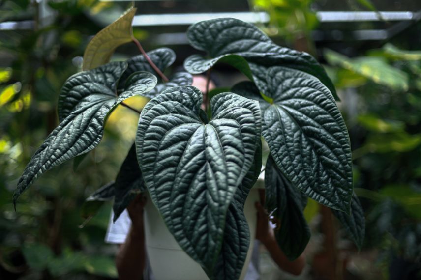 feuilles presque noires d'Anthurium