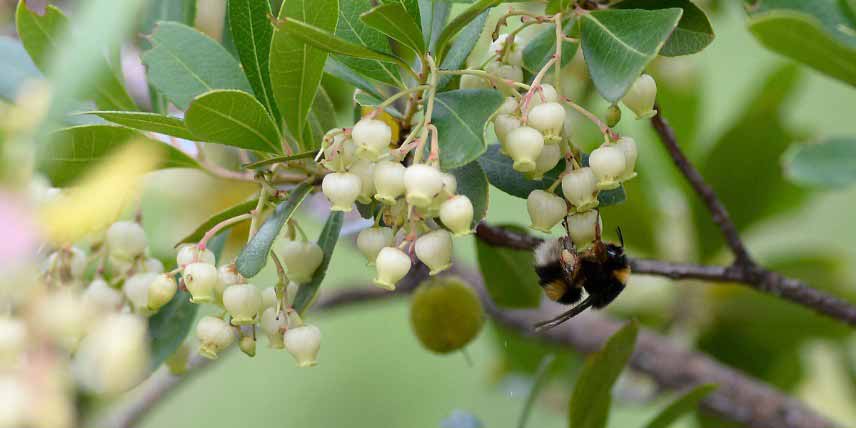 Pollinisation fleurs arbousier, Arbutus unedo