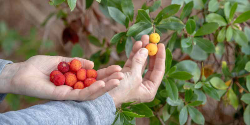 Récolter les arbouses, fruits de l'Arbutus