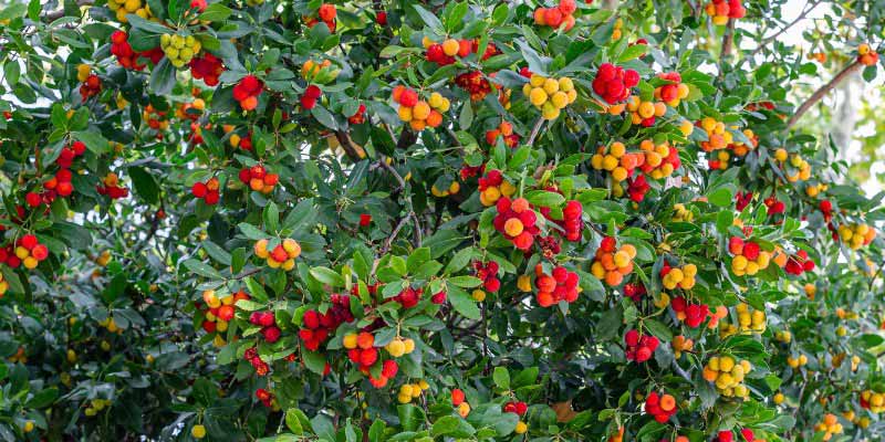 Fruits de l'arbousier, Arbutus unedo