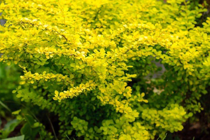 Buisson de berberis à feuillage doré