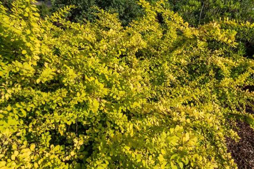 berberis à port étalé et feuillage doré