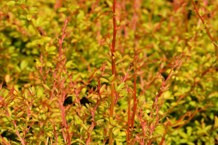 feuillage doré sur tiges rouges de berberis