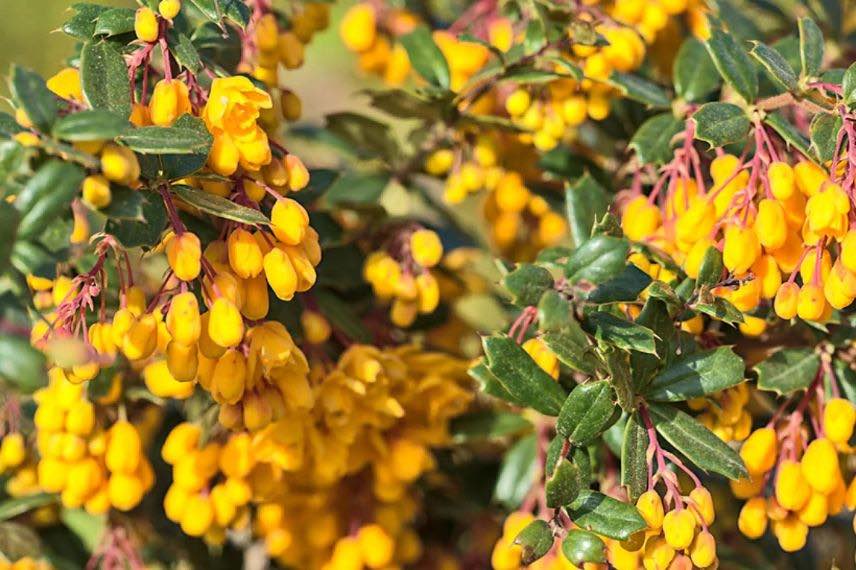 fleurs jaunes de berberis