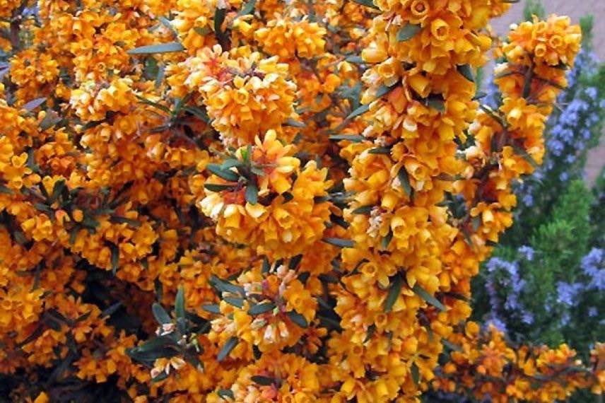 berberis à fleurs orange