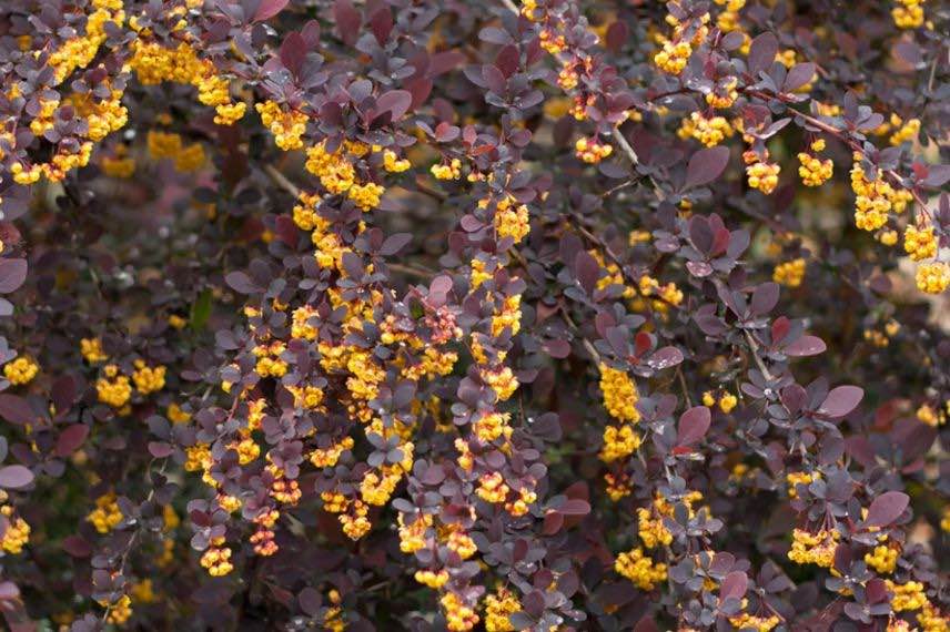 fleurs jaunes sur feuillage pourpre de berberis