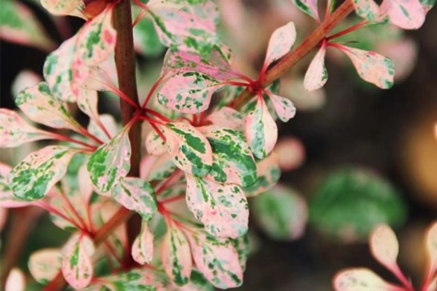 feuillage rose vert et crème de Berberis