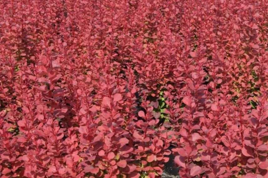 feuillage rouge panaché de Berberis