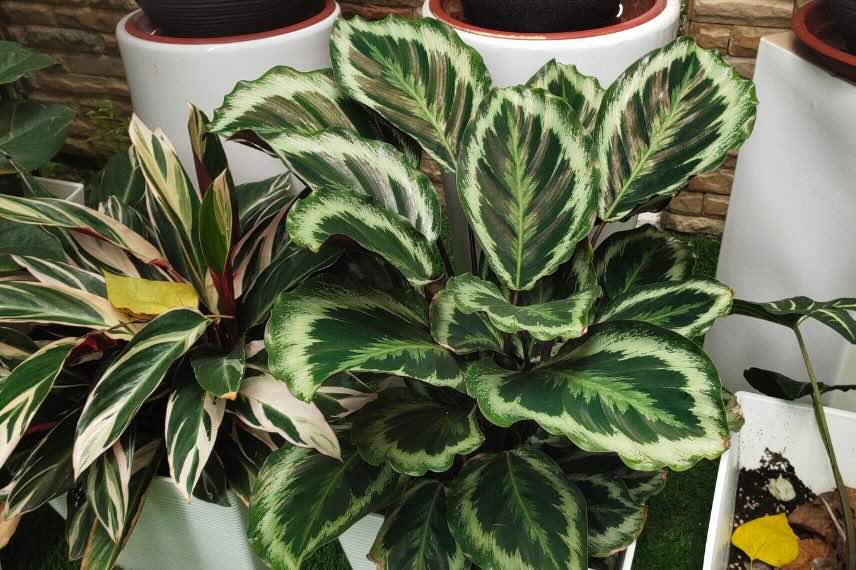 feuillage de Calathea Medaillon