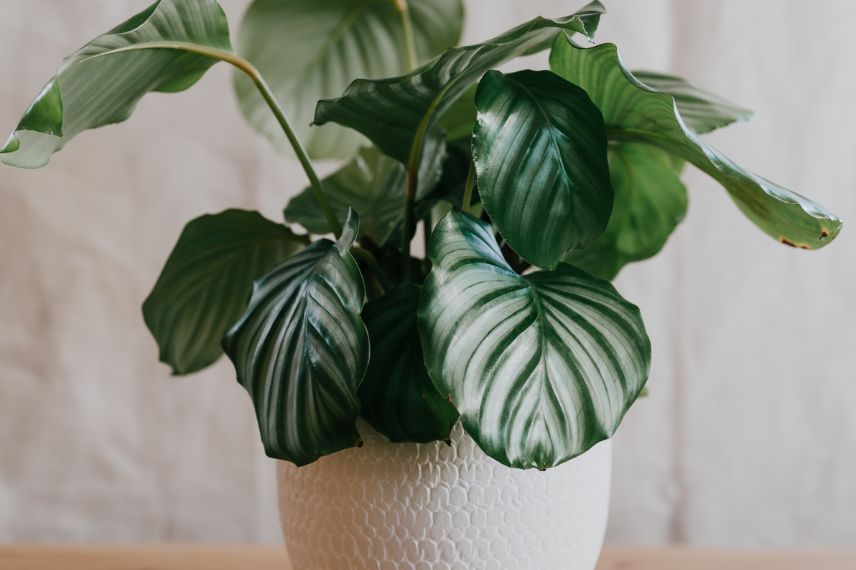 feuillage de Calathea orbifolia