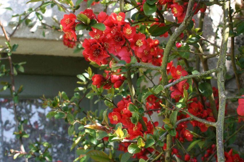 fleurs rouges de cognassier du japon 