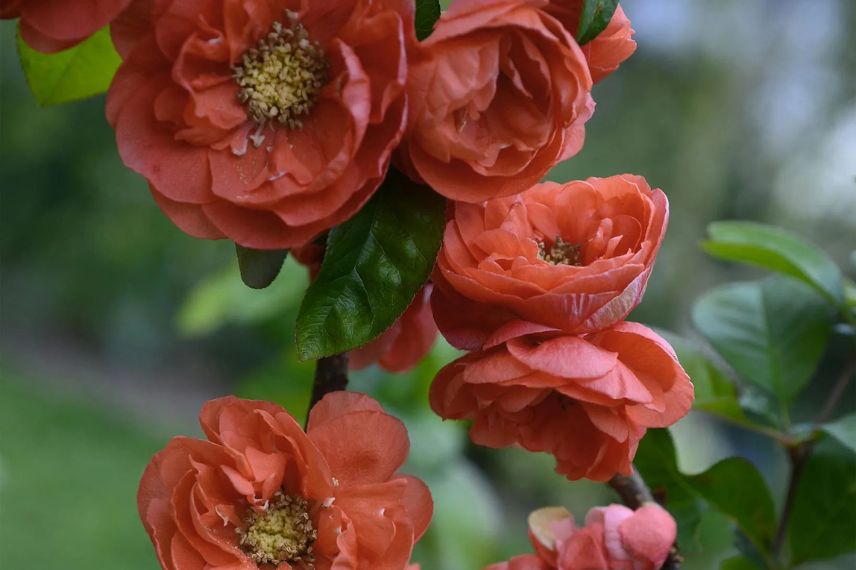 fleurs corail de cognassier du japon 