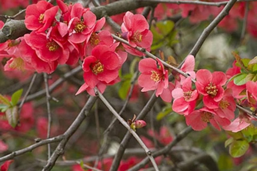 fleurs rouge-rose de cognassier du japon 