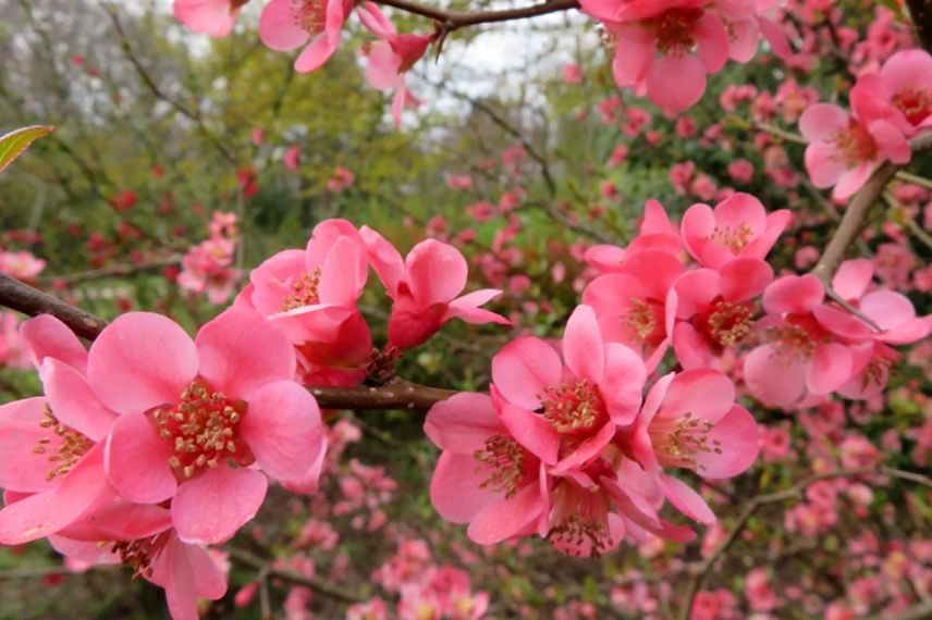 fleurs roses de cognassier du japon 