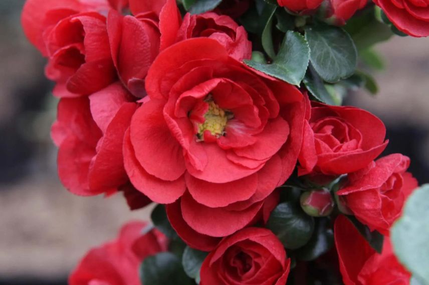 fleurs rouges de cognassier du japon 