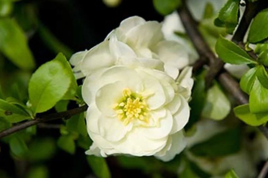 fleurs blanches de cognassier du japon 