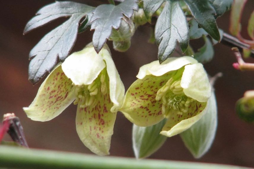 fleurs jaunes de Clematis cirrhosa Balearica