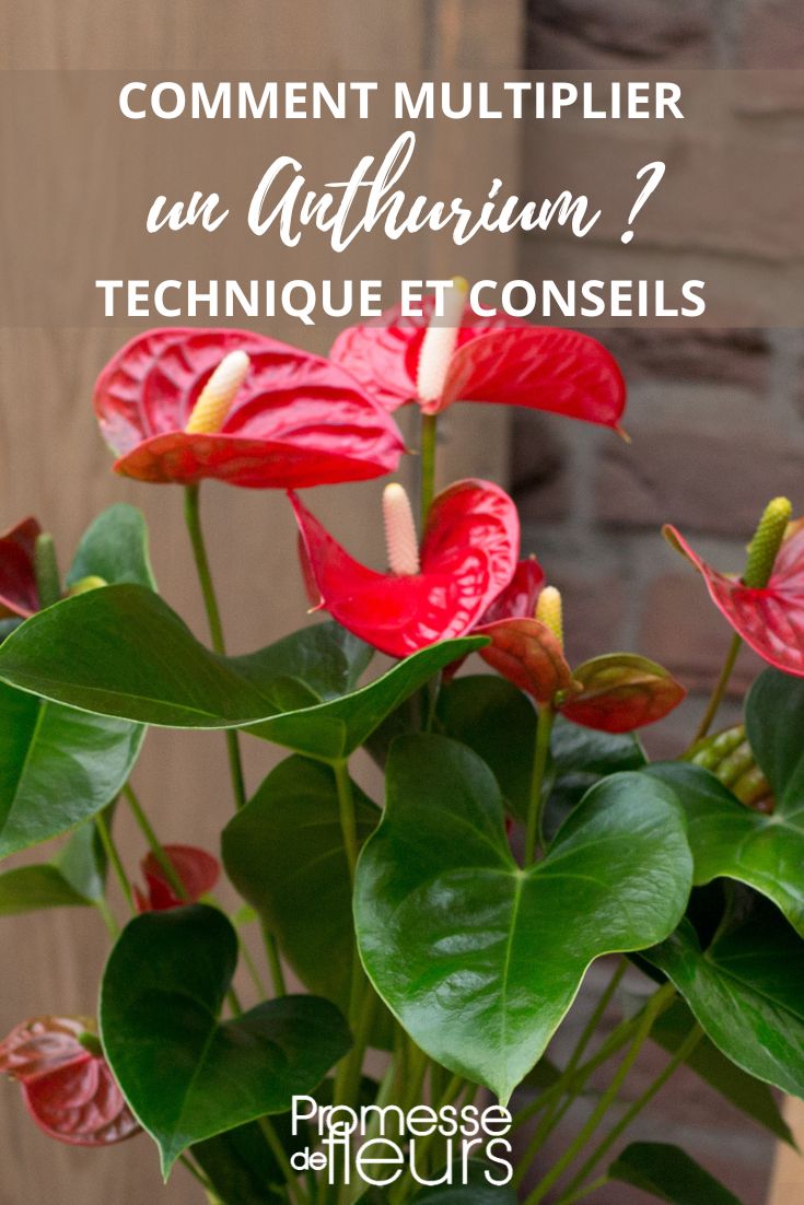 Anthurium