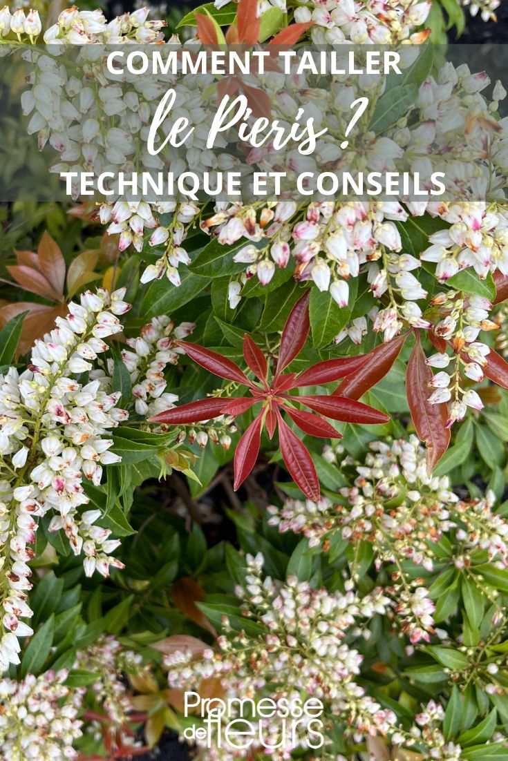 taille du pieris