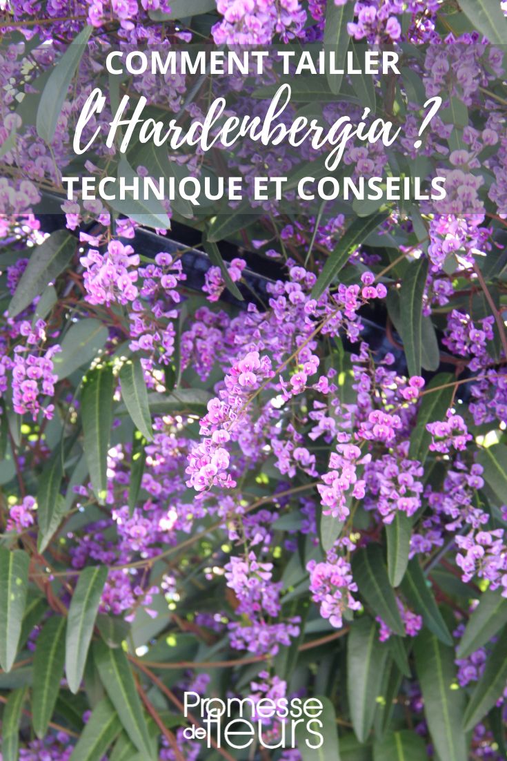 taille de l'hardenbergia