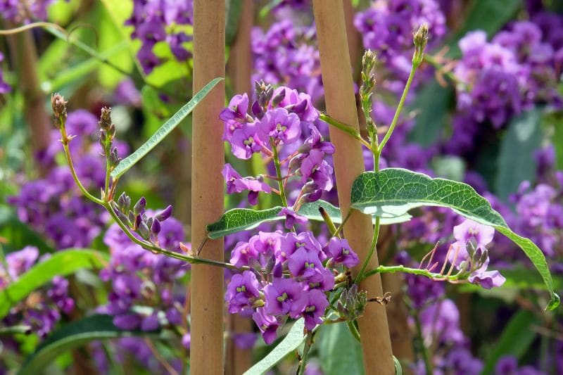 taille de la glycine australienne