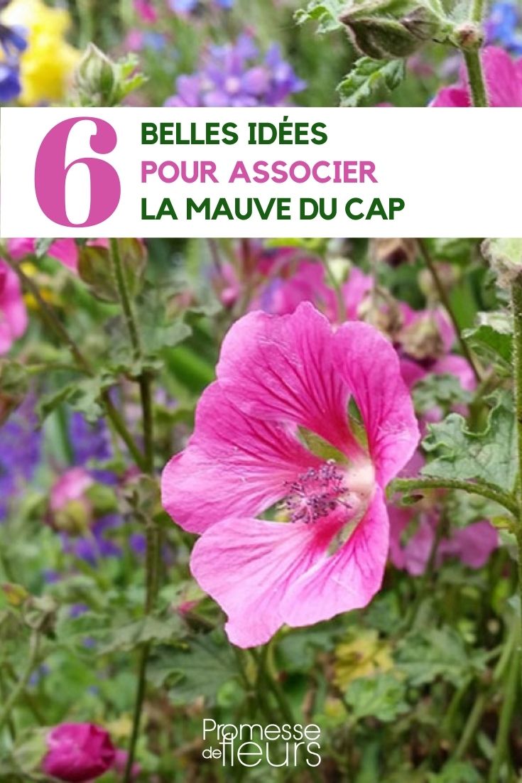 6 associations Anisodontea