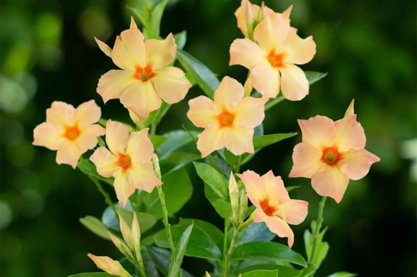 fleurs jaunes de dipladenia