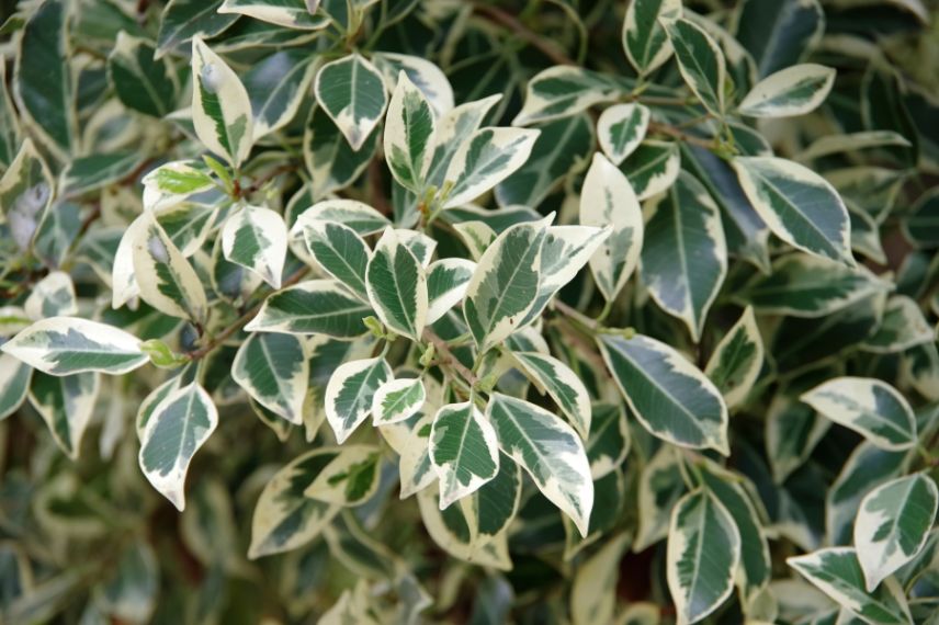 feuillage panaché de ficus benjamina