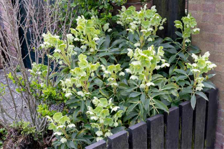 hellebore de Corse argutifolius