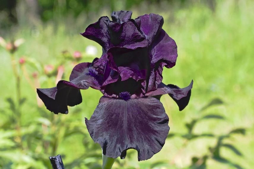 fleur noire d'iris