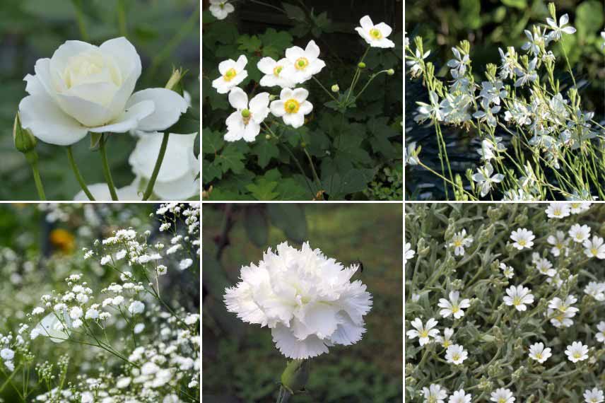 Fleurs pour jardin blanc argenté