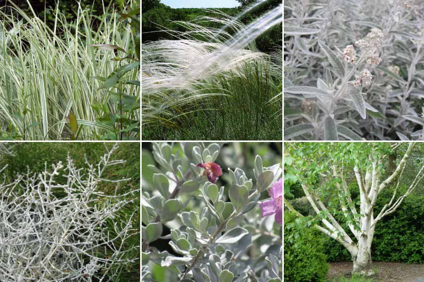 Plantes à intégrer dans un jardin blanc argenté