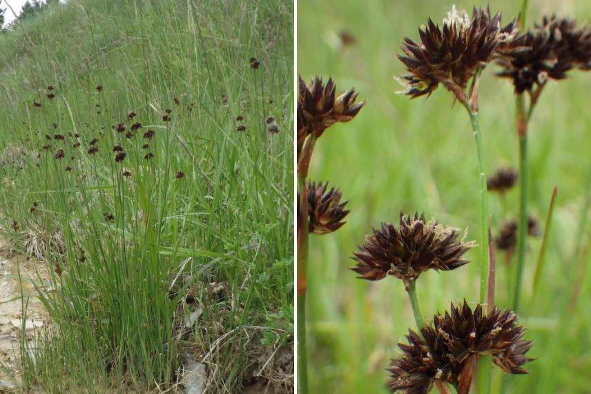 épis de Juncus ensifolius