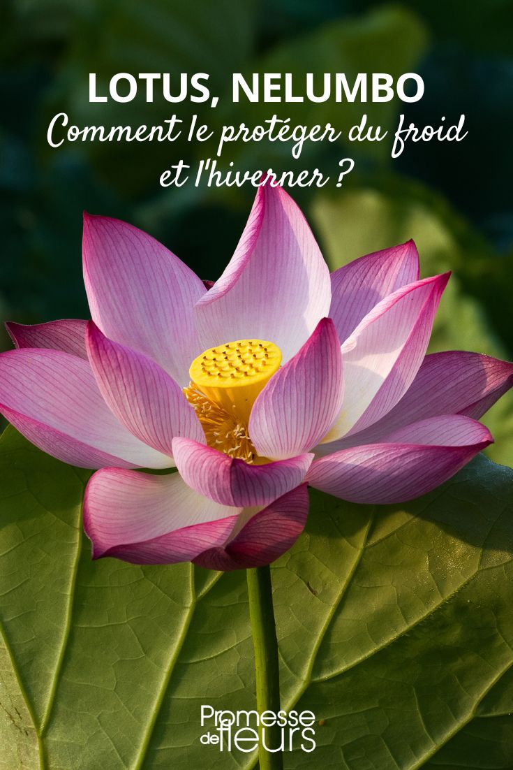 hiverner le lotus