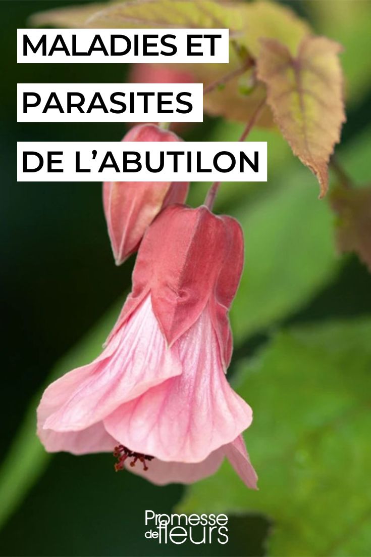 soigner l'abutilon