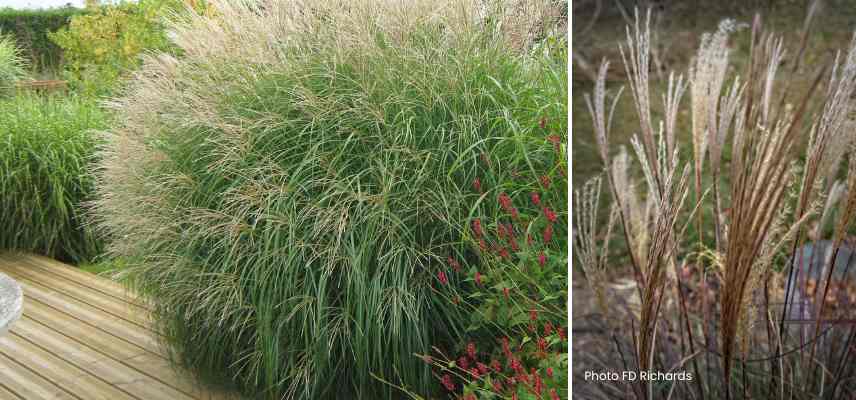 Miscanthus compact pour balcon terrasse