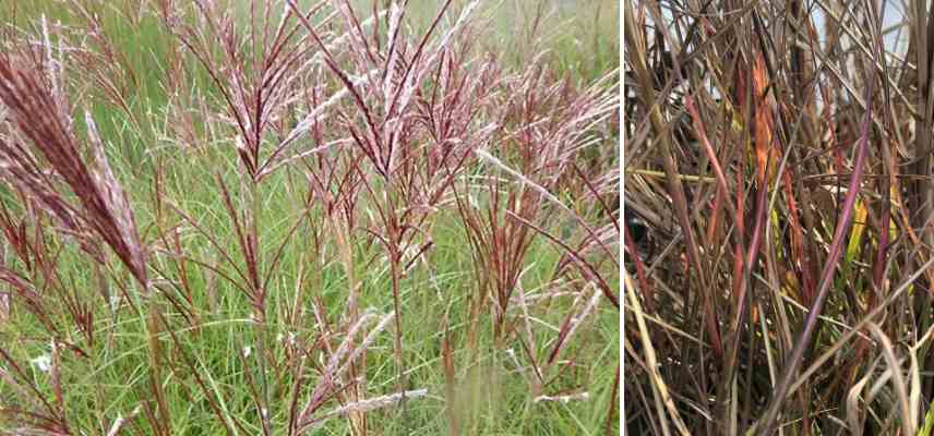 miscanthus adapte pot bac