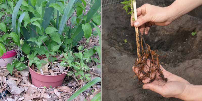 Comment marcotter les clematites