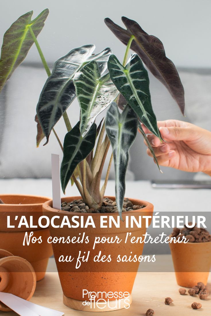 entretien de l'alocasia dans la maison