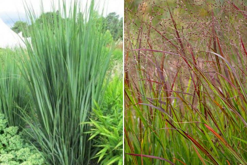 Panicum