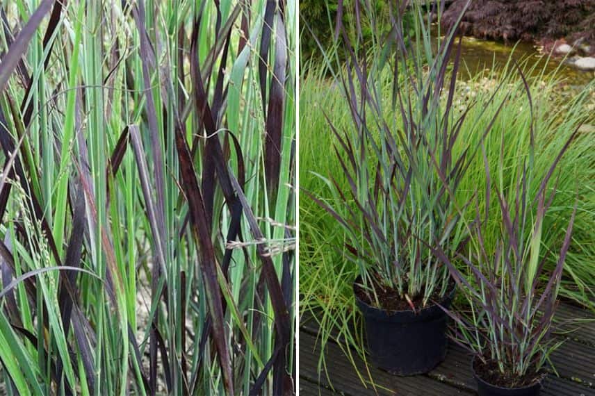 Panicum virgatum 'Blue Darkness'